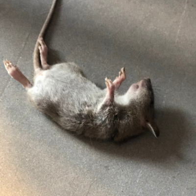 Odeur de rat mort